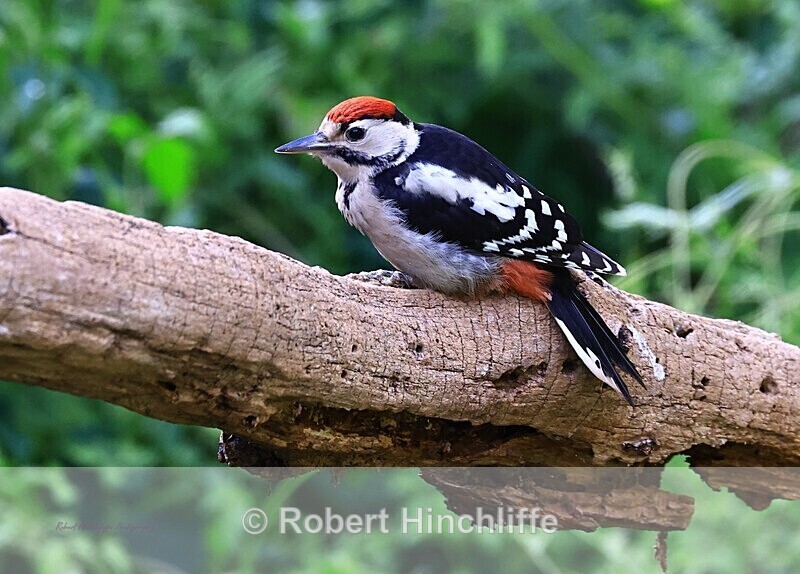 Woodpecker - United Kingdom