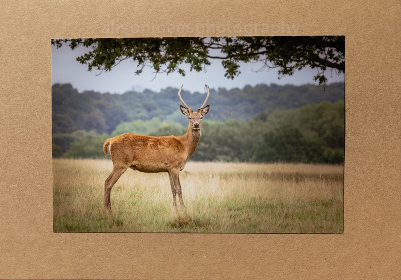55 Deer - For Sale - Handmade Cards £2.50 each