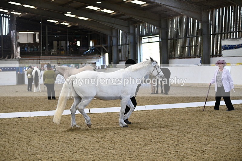 WJ5_3721 - Class 5 In Hand Veterans