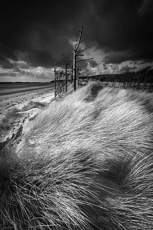 NEWBOROUGH - Latest projects, Cairngorms Deer, Boxing Hares, Landscapes...North Wales, Birds