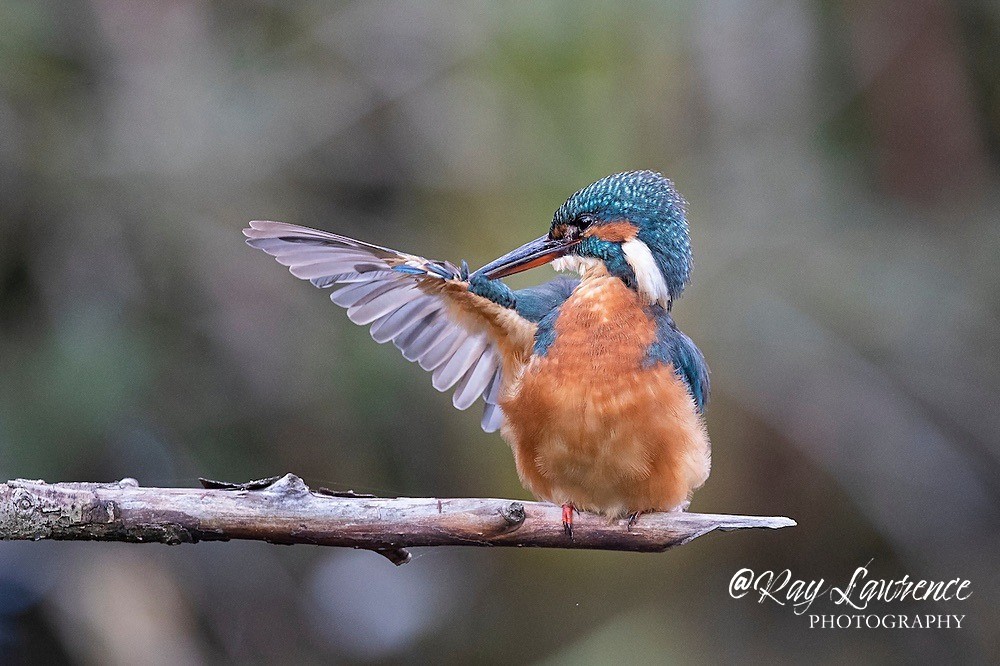 Kingfisher Alcedo Atthis084 - Kingfishers