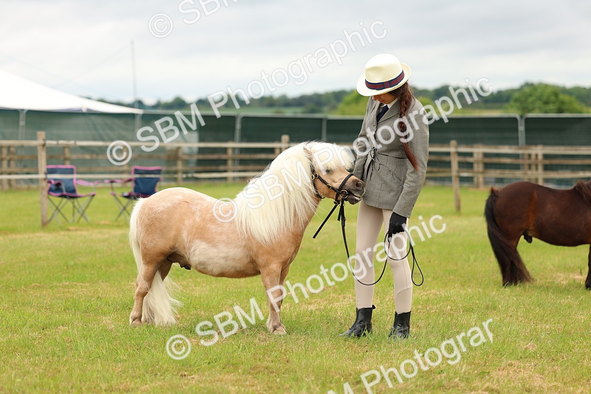 SBM_04481 - Class 64-67 - Shetland Pony In Hand