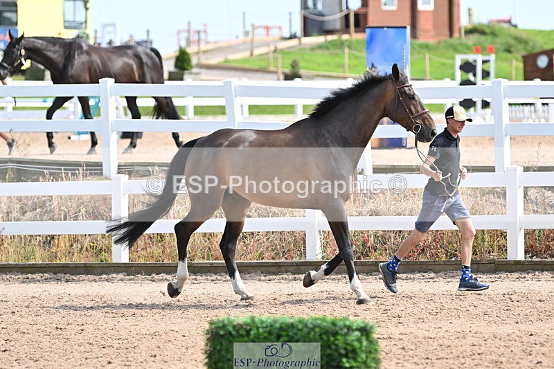 240717A-155402-03159 - Trot Up 3pm to 4pm