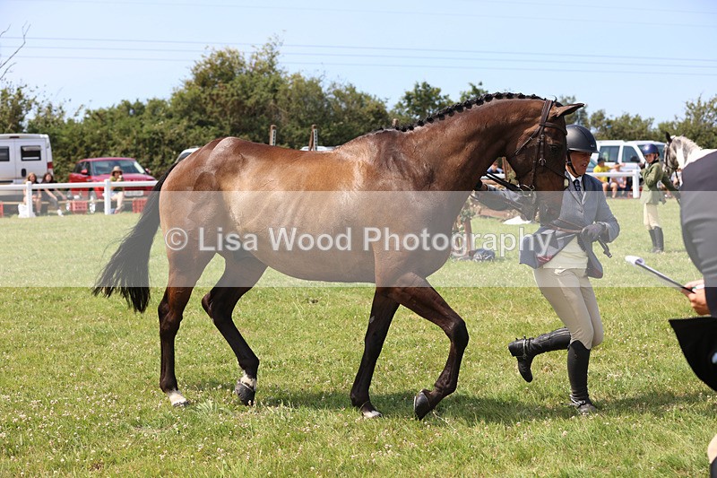 JPP_3397 - Class 22: Working Hunter 70cm