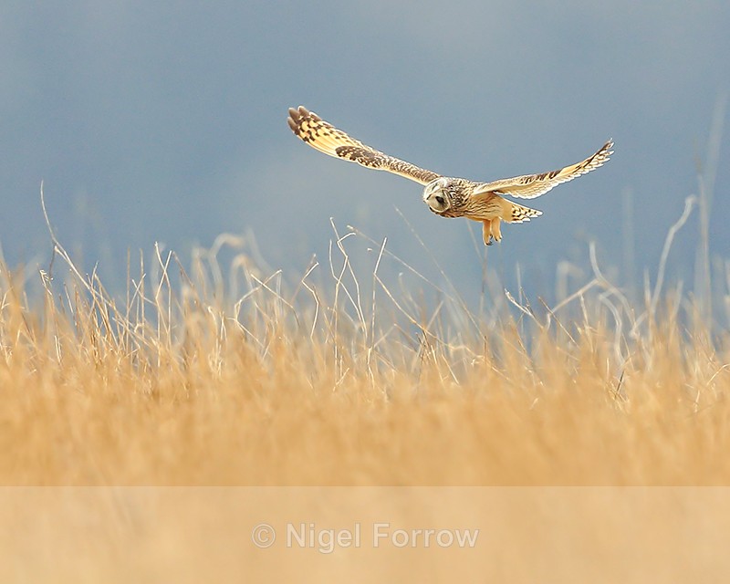 Short-eared Owl listening for prey, Hawling, Gloucestershire - Short-eared Owl