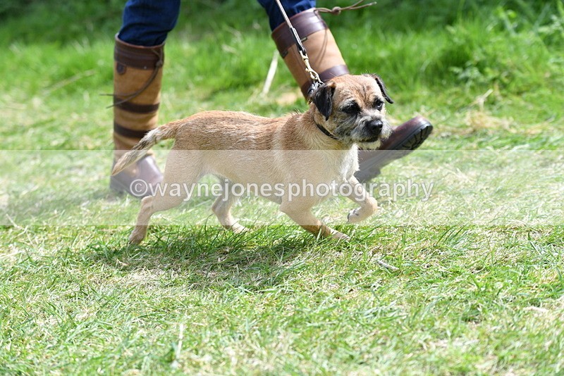 WJ5_0359 - Class 7 Best Terrier