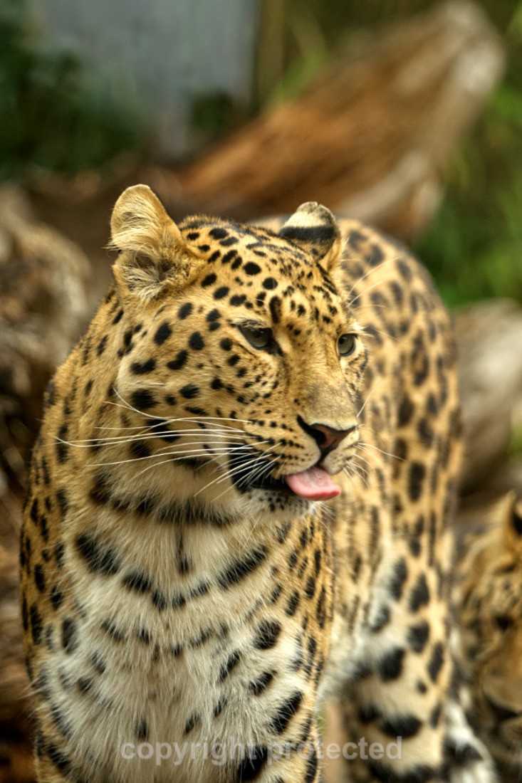 Esra - Wildlife Vets International