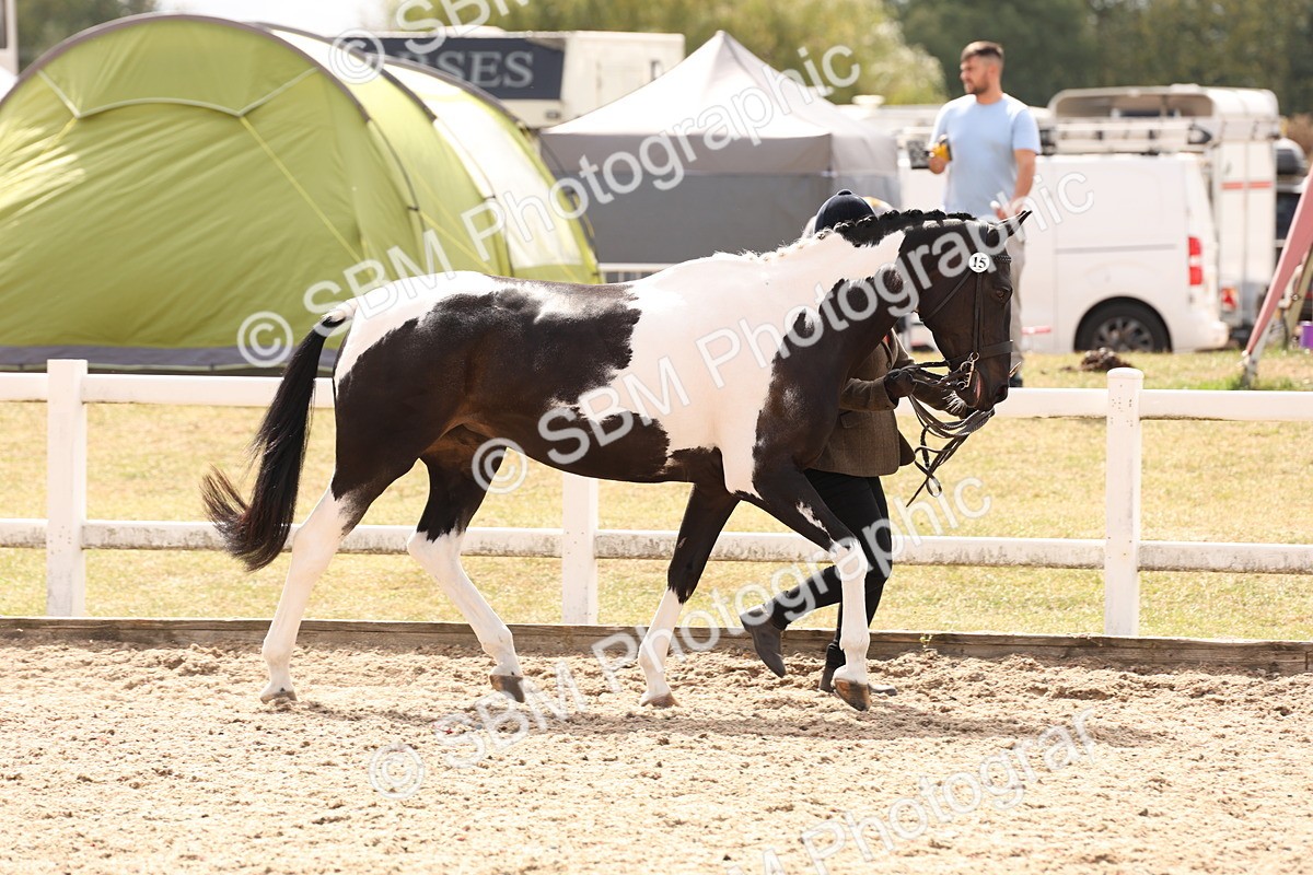SBM_15328 - Class 210- IH Show Horse