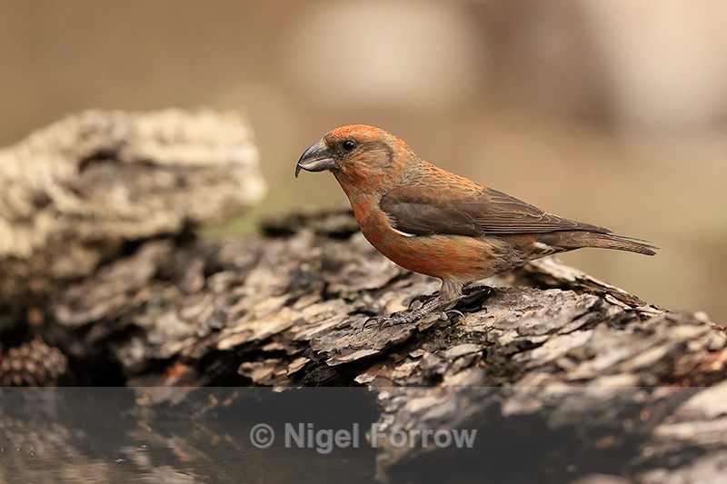 Red Crossbill (male) side view, Port del Comte, Spain - Red Crossbill