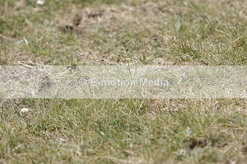 BVHT 140517 N-364 - Class 2 SJ Novice 14/05/17
