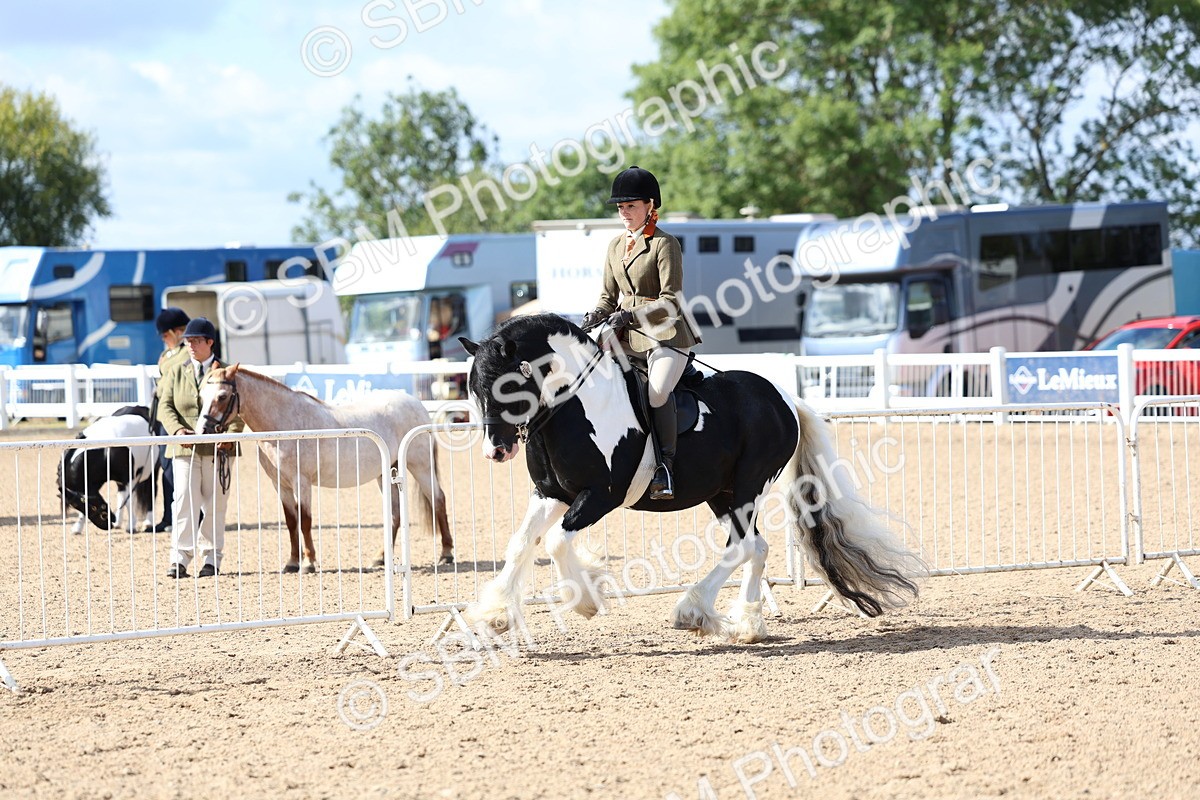 SBM_11388 - Class 307 - Ridden Coloured Pony