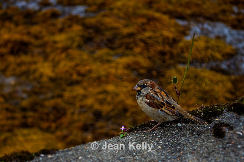 House Sparrow - DSC_0515 - Birds
