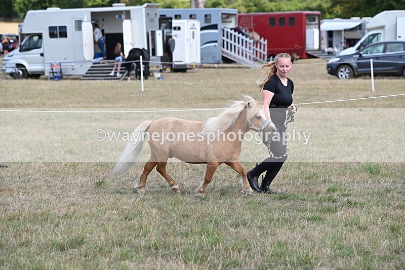 WJ6_6900 - Class 21 Shetland & Mini Horses
