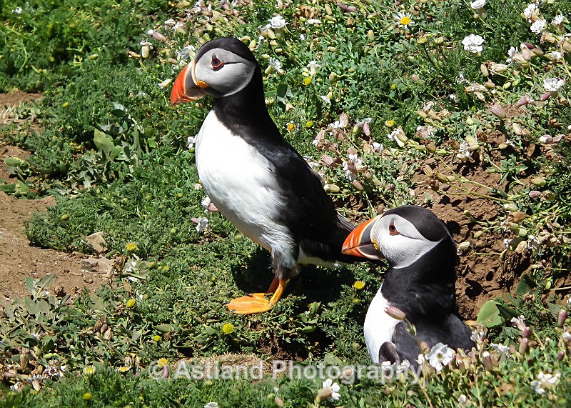 Astland Photography, Bird and Wildlife Images, Susan and Peter Wilson, U.K.