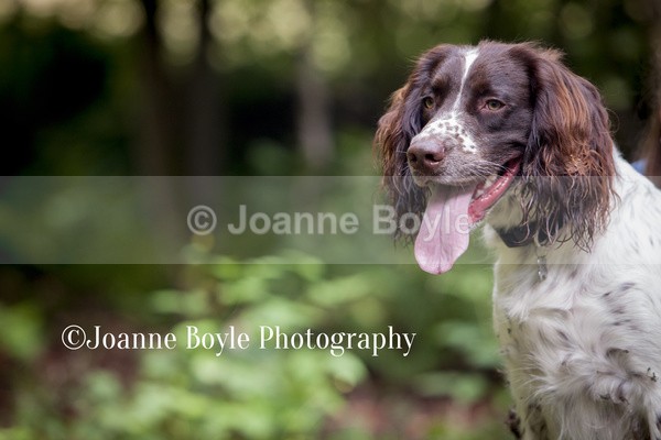  - Dog Portrait Photography