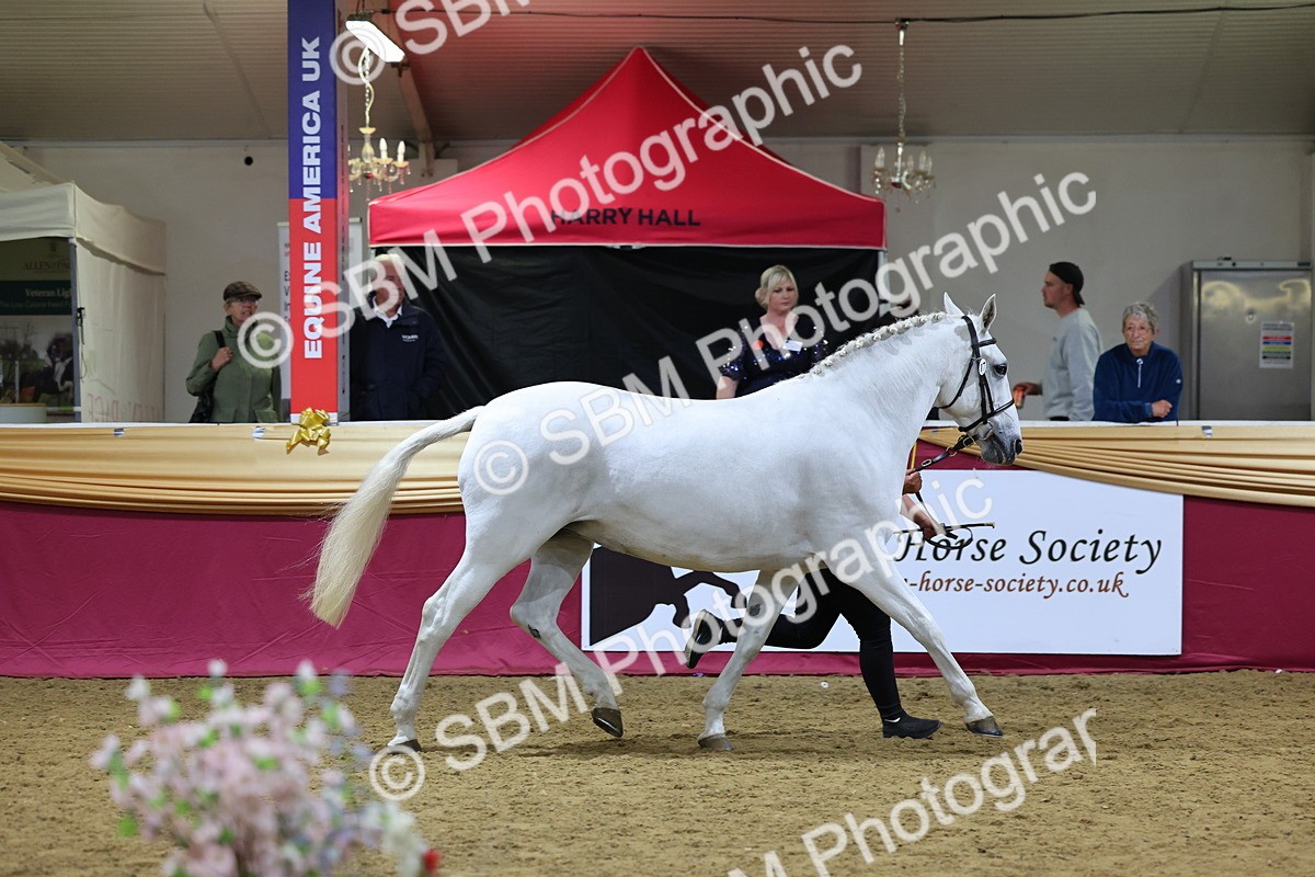SBM_18800 - Class E IH Horse Champ