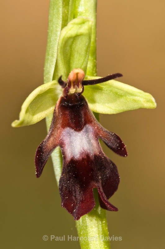 fly orchid (Ophrys insectifera) - Orchids - Ophrys