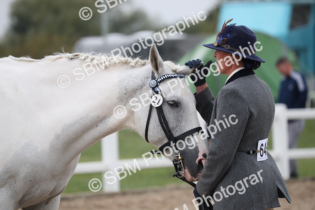 SBM_18395 - Class 318 IH Part bred Horse/Pony