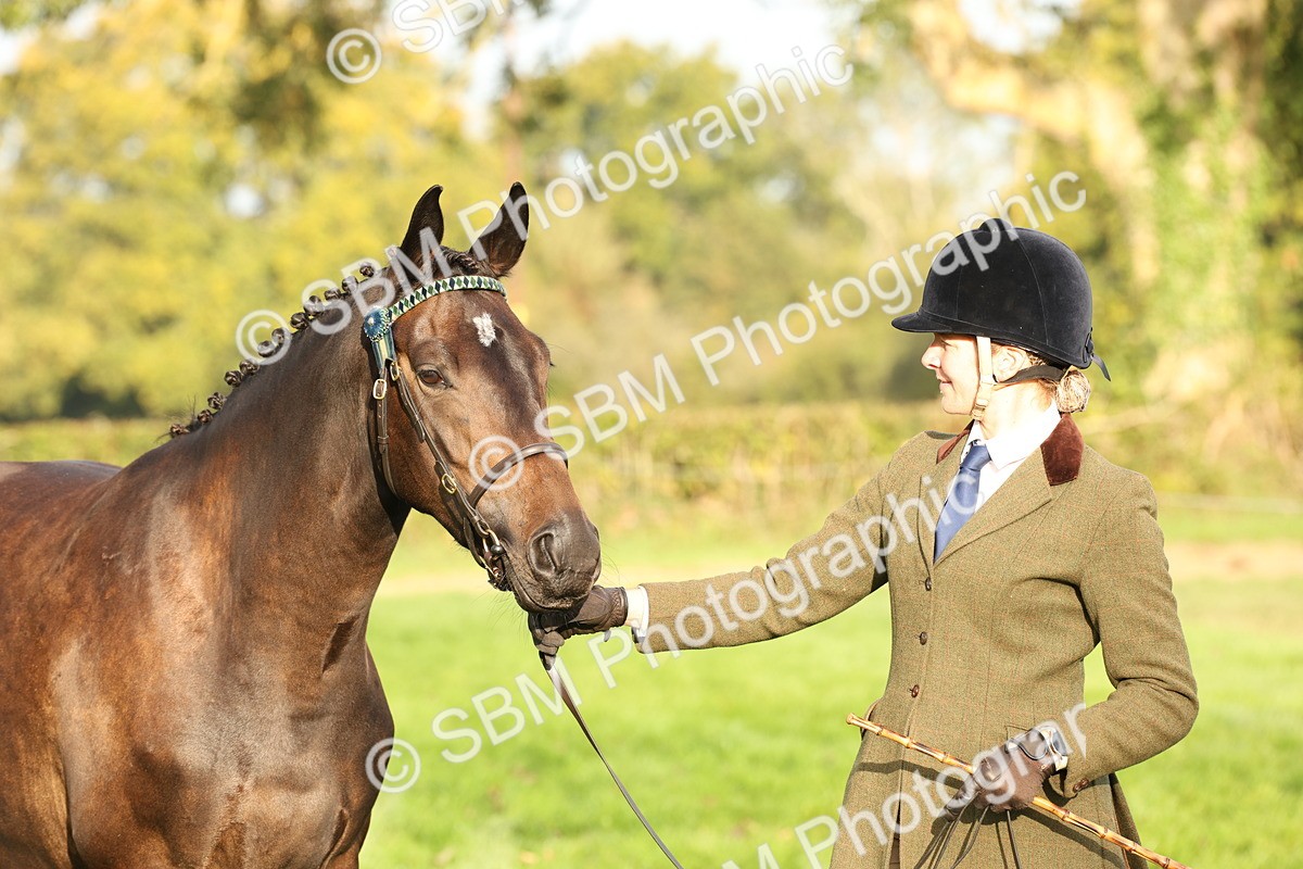 SBM_54979 - S52 - Riding Horse & Hack & thoroughbred In Hand