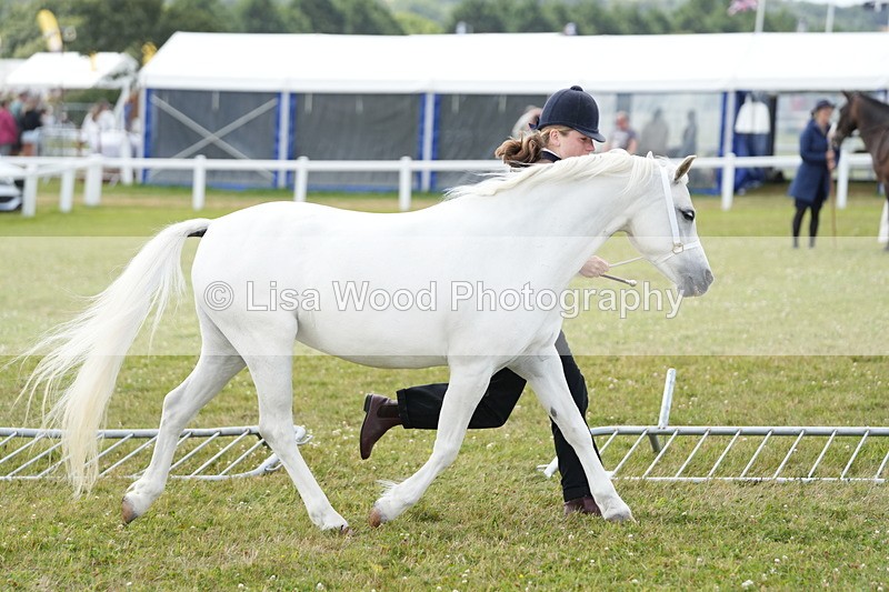 DSC05957 - NPS M&M In Hand Championship