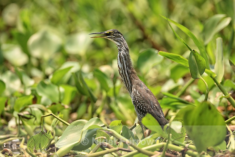 Striated Heron (juvenile) & water hyacinth, Mato Grosso, Brazil - Striated Heron