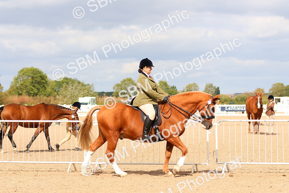 SBM_15457 - Class 214 - Ridden Show Cob