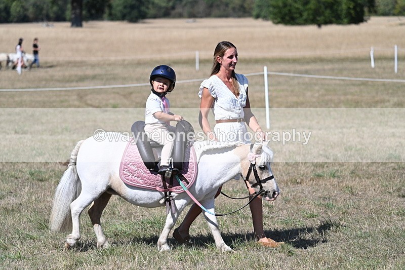 WJ7_1394 - Class 41 Prettiest Mare