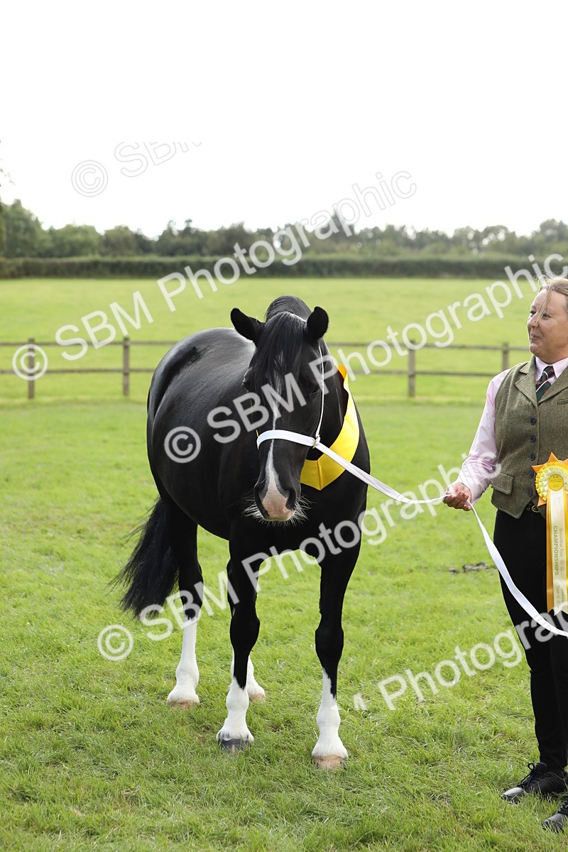 SBM_65519 - S47 - Mountain & Moorland In Hand Large Breeds