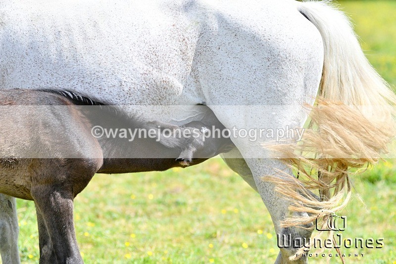 WJ5_4314 - Lyford Stud - Foals 01-06-25