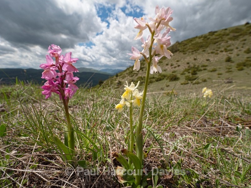Hybrid Orchis - Orchis x colemanii ( Orchis mascula x O. pauciflora) This is a natural hybrid between Early purple orchid (O. mascula) and few flowered orchid (O. pauciflora). - Plants in the Landscape