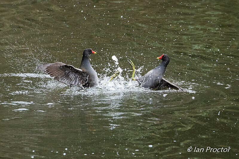 Sparring Moorhens! 1 of 6 - Nature