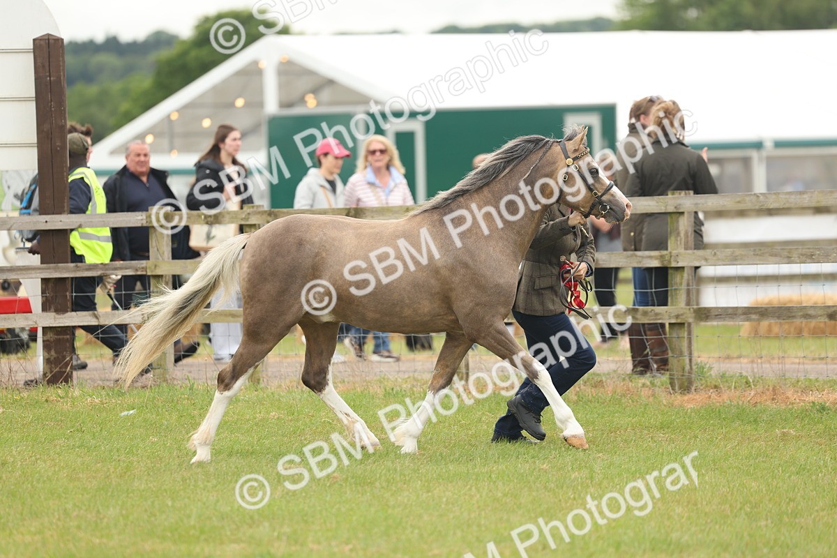 SBM_02289 - Class 50-57 - M&M Welsh Pony In Hand