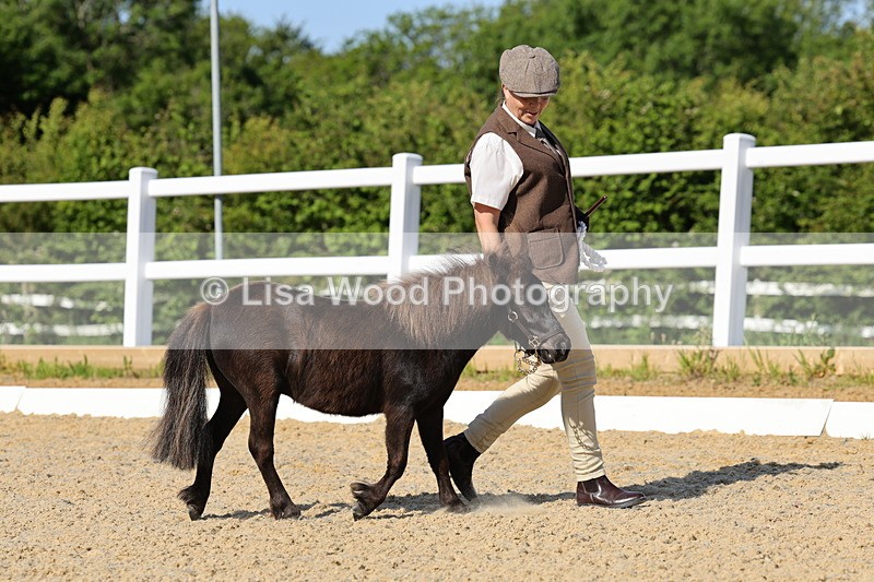 1X9A0660 - Class 3: Youngstock 1, 2, 3 year old not to exceed 153cm