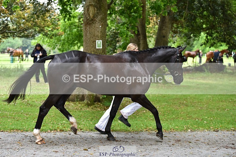 240522-163136-00980 - 209-COOLEY_DJANGO-Lottie_Royle