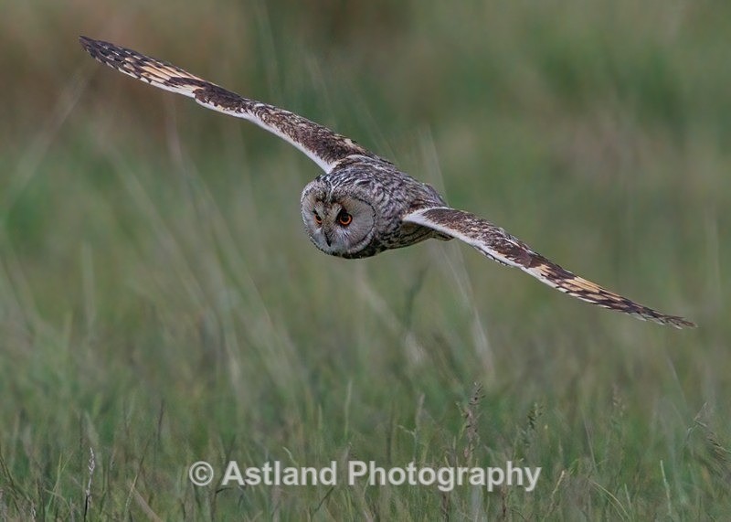 Long-eared owl - Latest Images