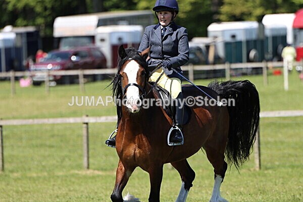 IMG_3492 - Working Hunter