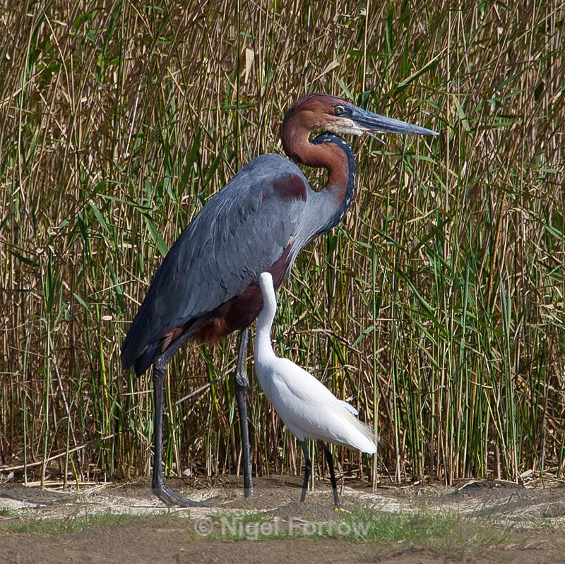 Goliath Heron & Little Egret - Goliath Heron