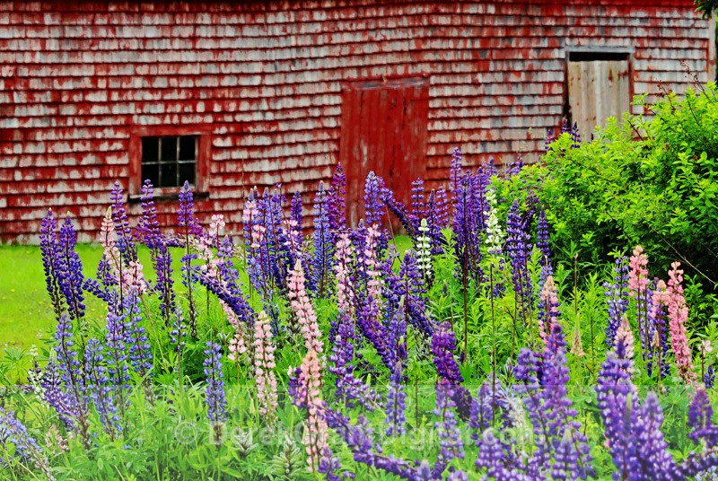 lupins - Old Barn - Campobello Island - Fundy Postcards