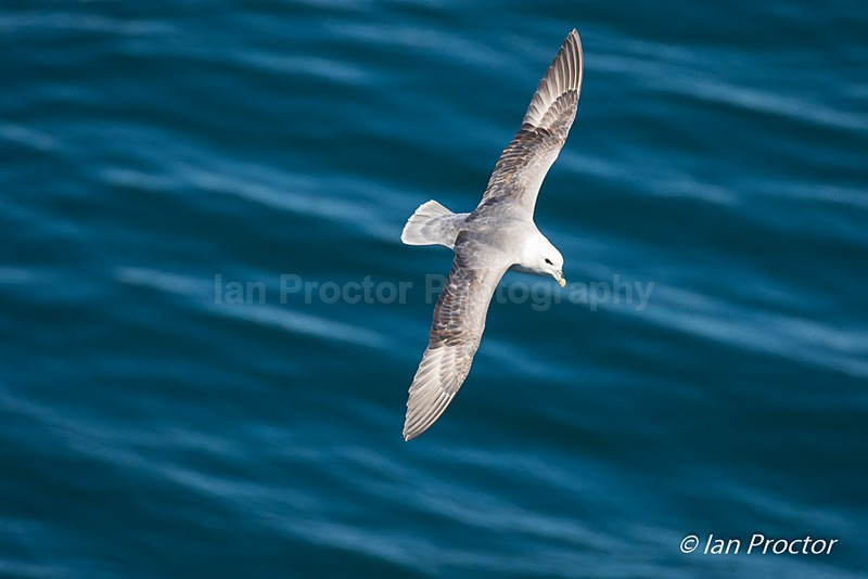 Fulmar in Flight - Nature