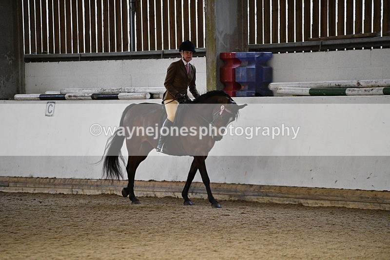 WJ5_8784 - Class 15 Ridden Show Horse