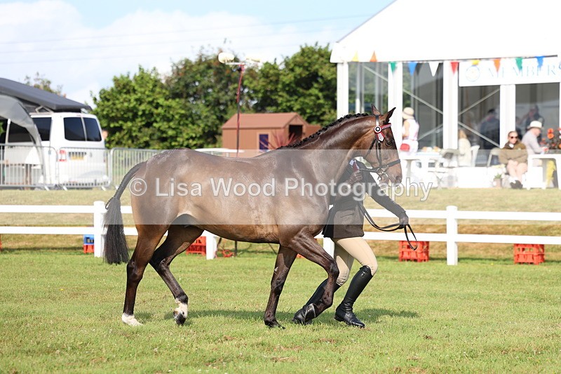 3E7A8379 - Class 2: Rising Star Large Hack/Riding Horse