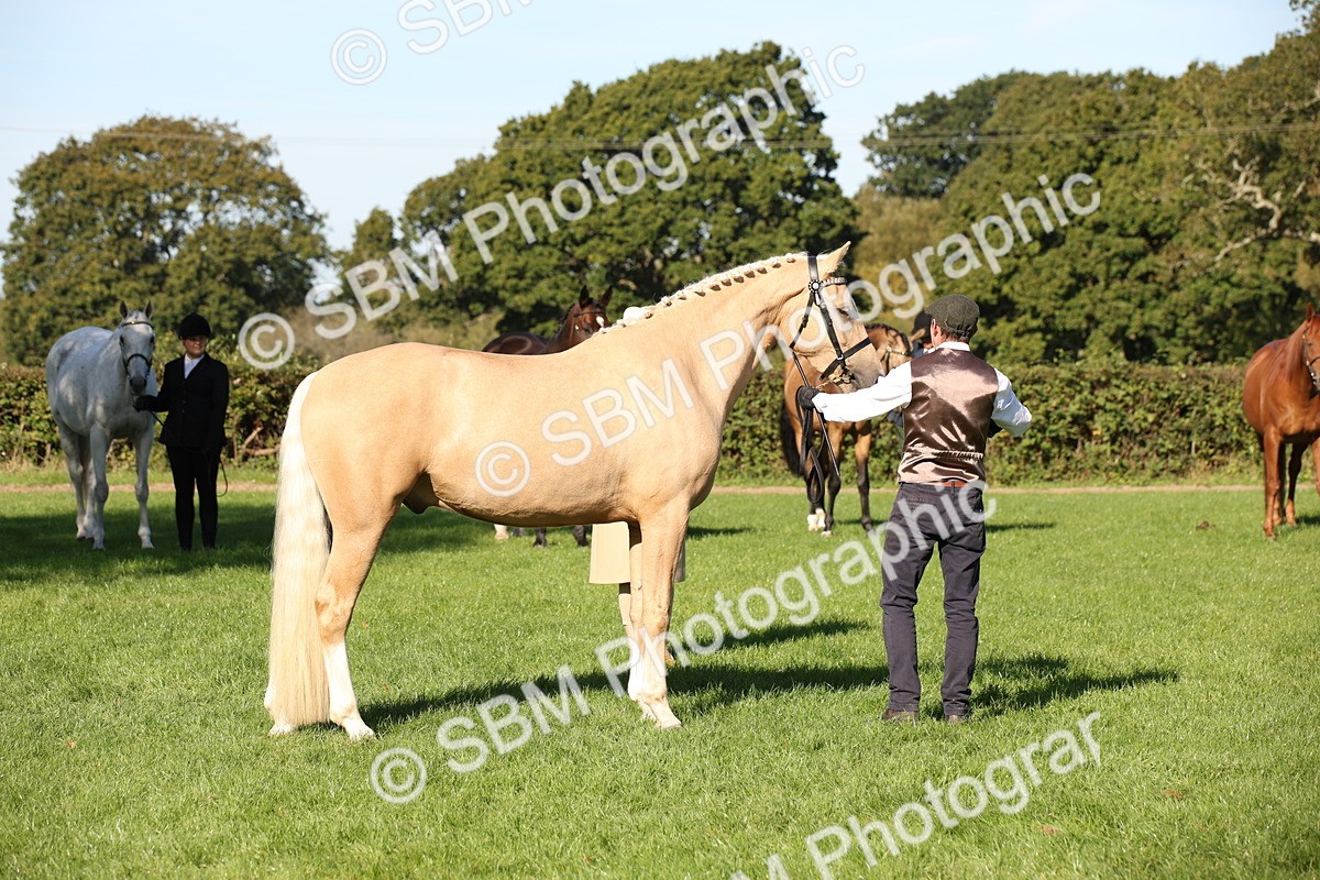 SBM_36595 - S10 - Best In Hand Horse & Pony