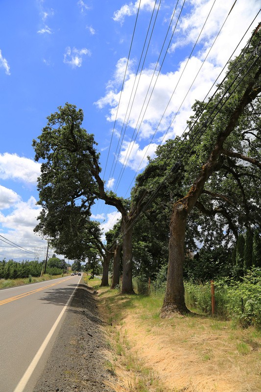 Meridian Road, Norwood, Oregon - Roadside