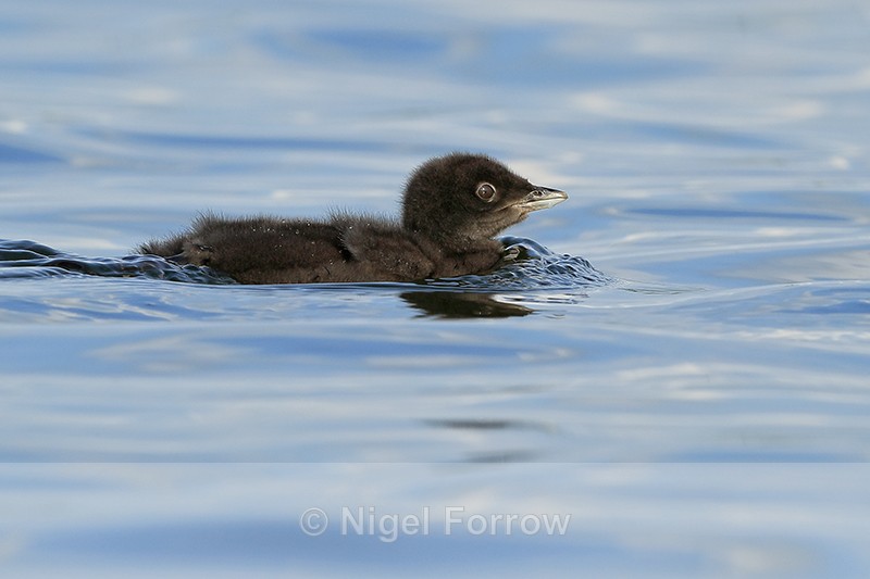 Common Loon chick swimming, Minnesota, USA - Great Northern Diver