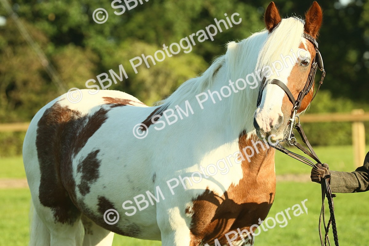 SBM_57495 - S37 - Starters In Hand Showing