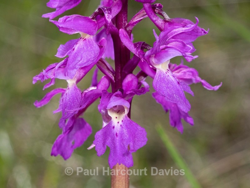 Early Purple Orchid (Orchis mascula) - Wild Orchids 2021