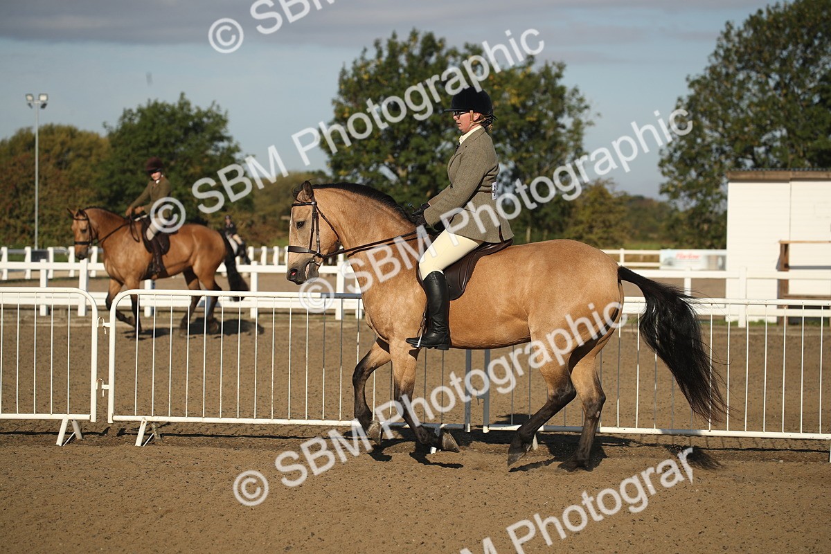 SBM_11547 - Class 502 - Riding Club Horse