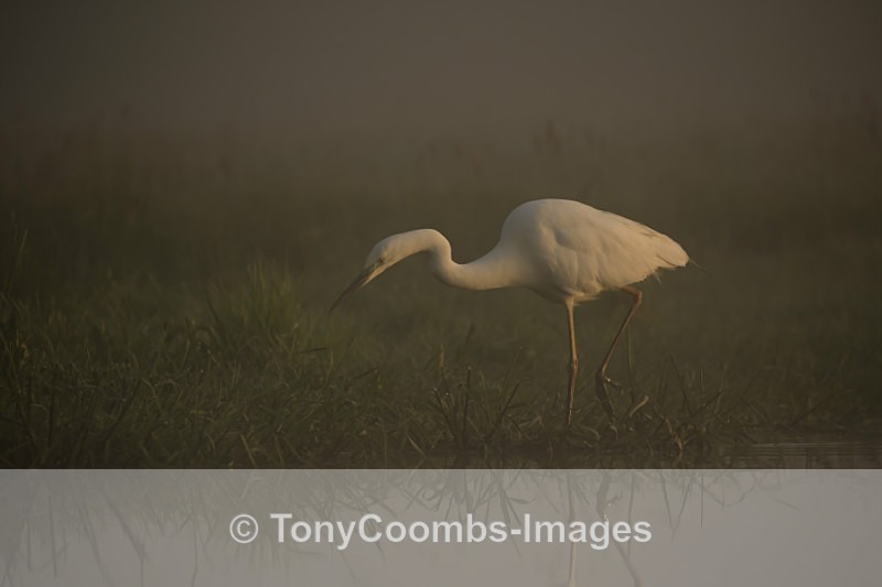 Great White Egret - Egret & Stork Hide