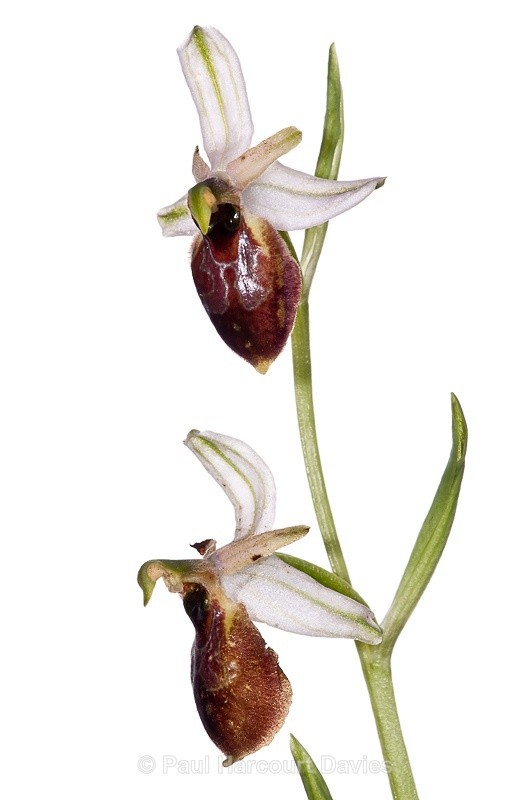  - WB: Orchids - Ophrys