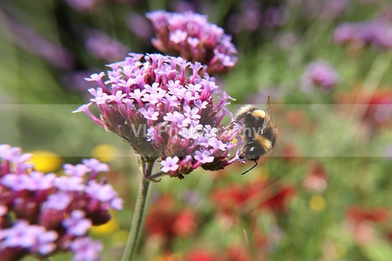 Bee on a Flower 1 - Animals, Birds etc